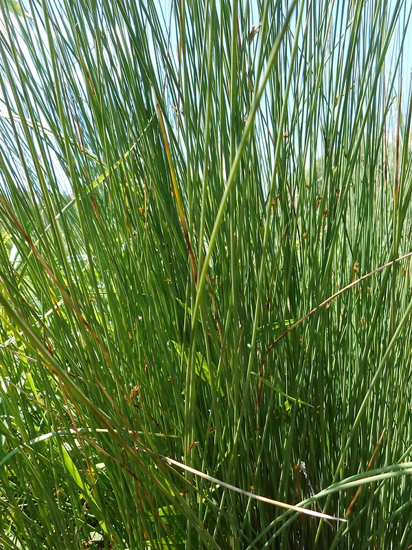 ostrica Carex sp.