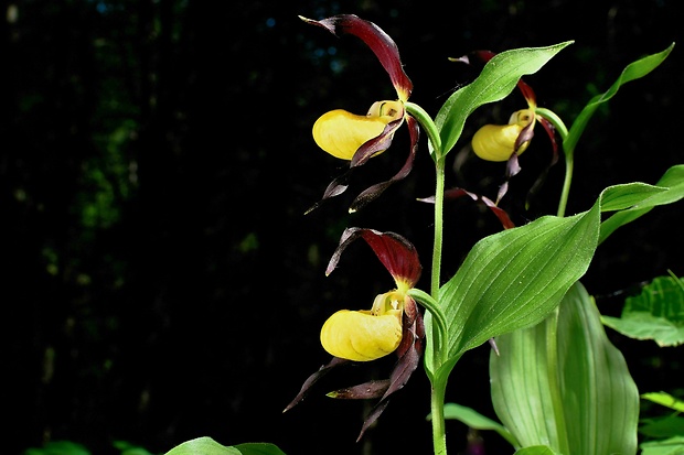 črievičník papučkový Cypripedium calceolus L.