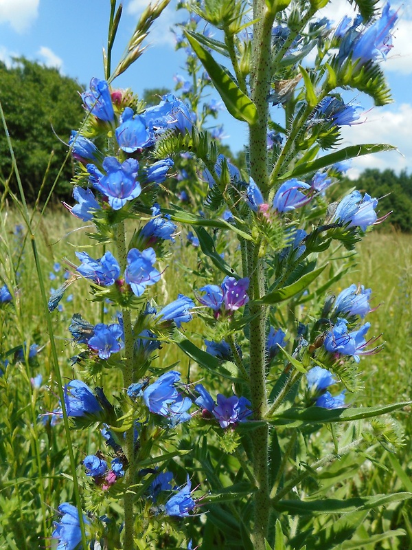 hadinec obyčajný Echium vulgare L.