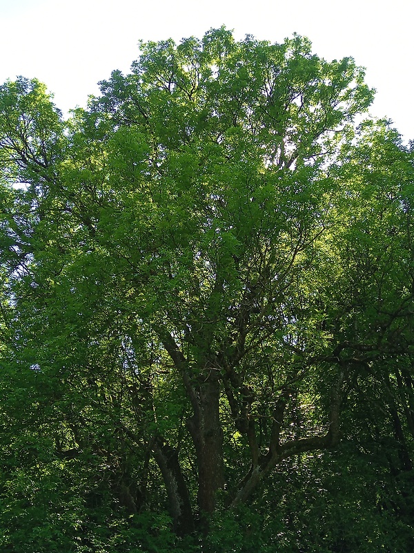 jaseň štíhly Fraxinus excelsior L.