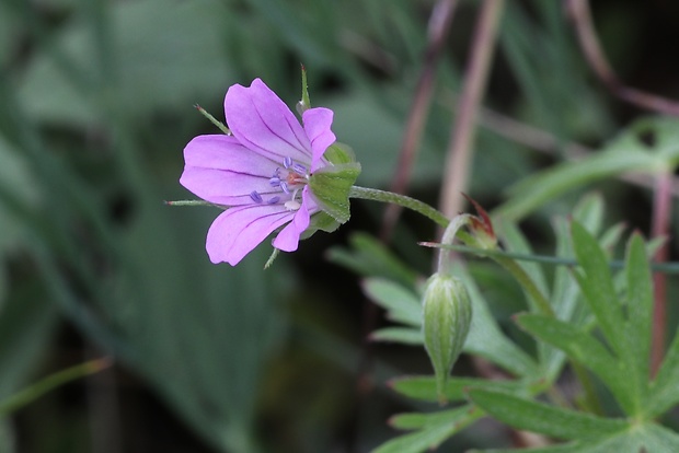 pakost holubí Geranium columbinum L.