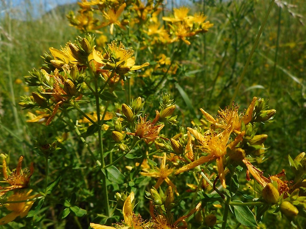 ľubovník bodkovaný Hypericum perforatum L.