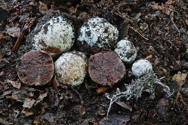 lúpavka červenkastá Hysterangium pompholyx Tul.