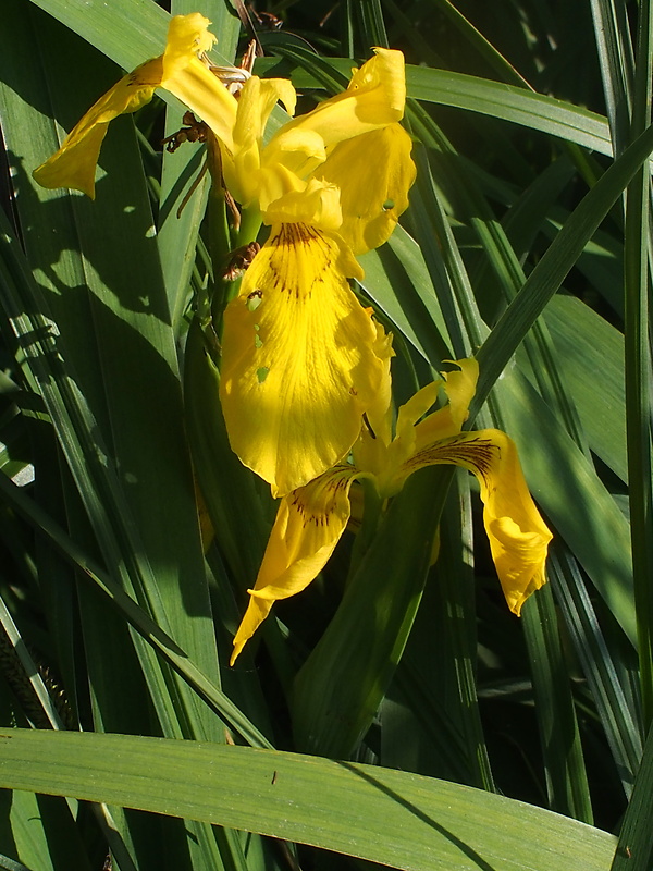 kosatec žltý Iris pseudacorus L.