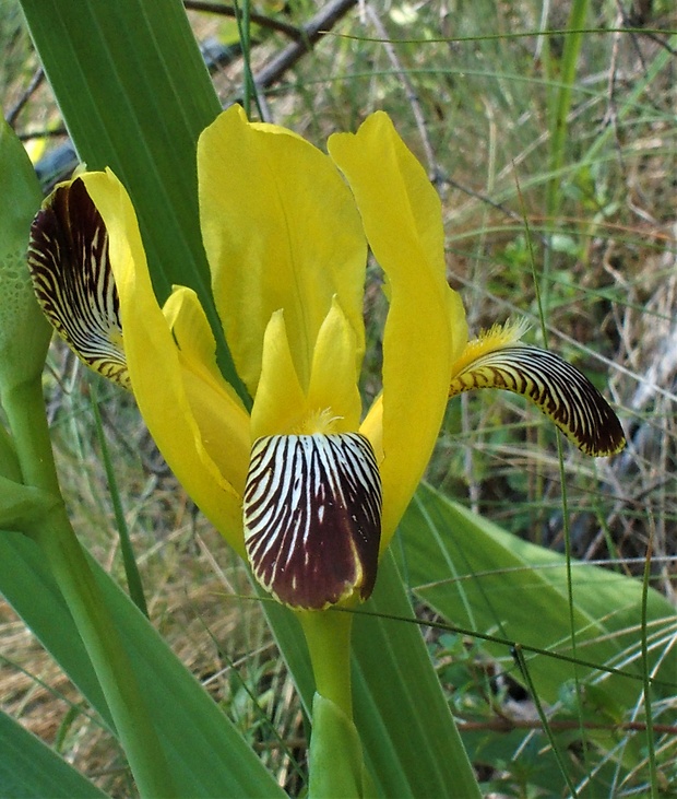 kosatec dvojfarebný Iris variegata L.