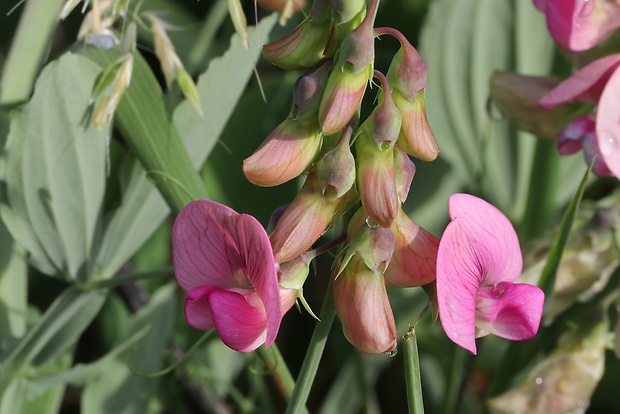 hrachor širokolistý Lathyrus latifolius L.