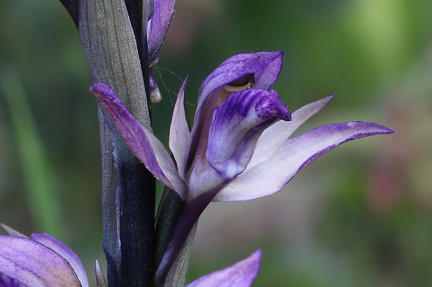 modruška pošvatá Limodorum abortivum (L.) Sw.