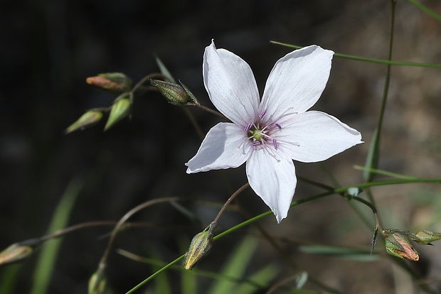 ľan tenkolistý Linum tenuifolium L.