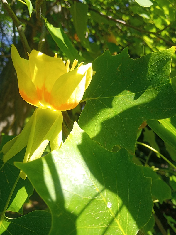 ľaliovník tulipánokvetý Liriodendron tulipifera L.