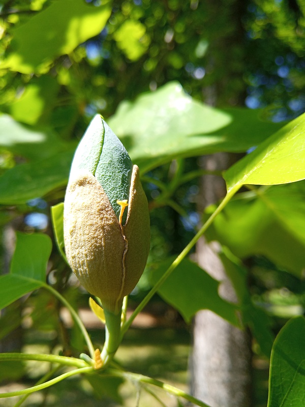 ľaliovník tulipánokvetý Liriodendron tulipifera L.