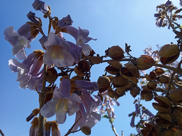 paulovnia plstnatá Paulownia tomentosa (Thunb.) Steud.