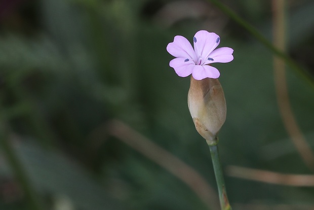 tunika prerastená Petrorhagia prolifera (L.) P. W. Ball et Heywood