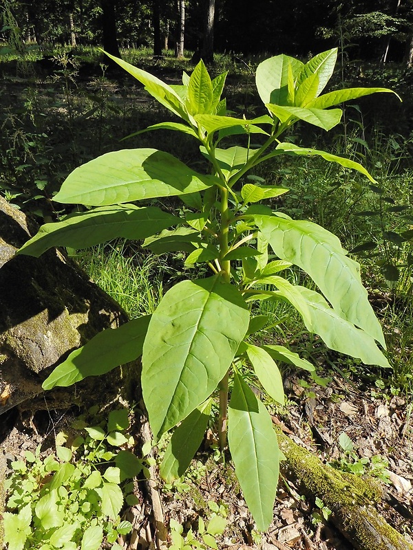 líčidlo americké Phytolacca americana L.