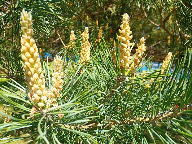 borovica lesná Pinus sylvestris L.