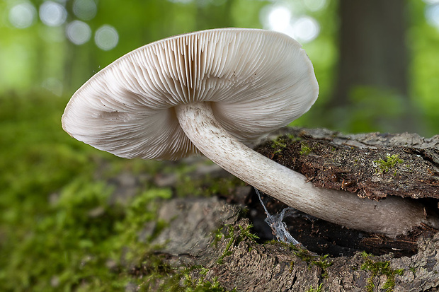 štítovka Pluteus sp.