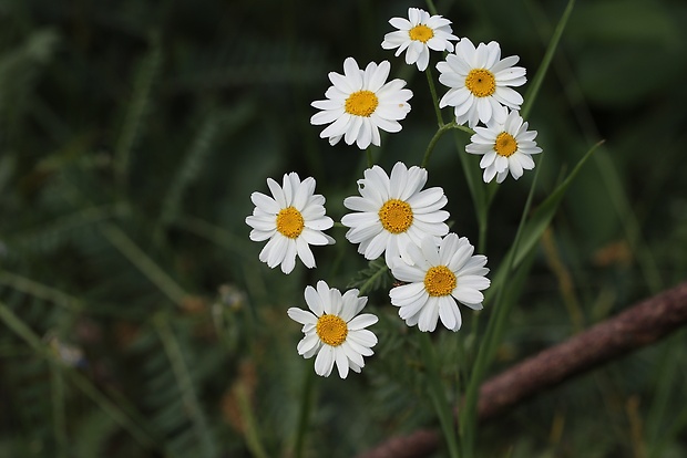 rimbaba chocholíkatá Pyrethrum corymbosum (L.) Scop.