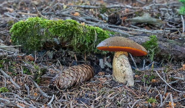 hríb zrnitohlúbikový Sutorius luridiformis (Rostk.) G. Wu & Zhu L. Yang