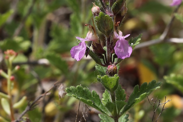 hrdobarka cesnaková Teucrium scordium L.