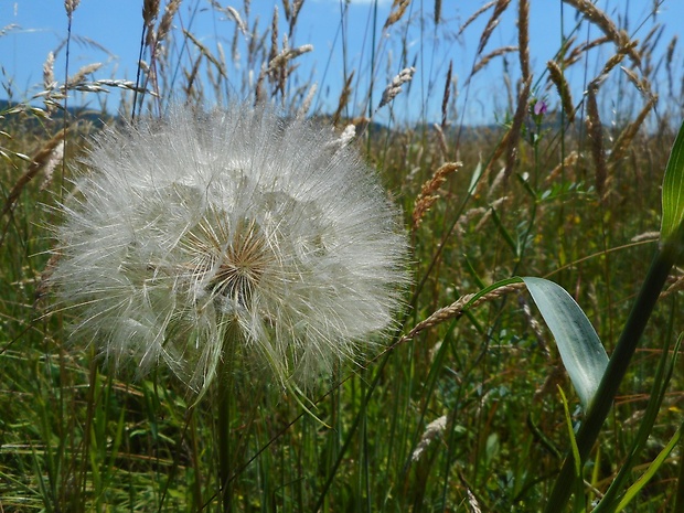 kozobrada Tragopogon sp. L.