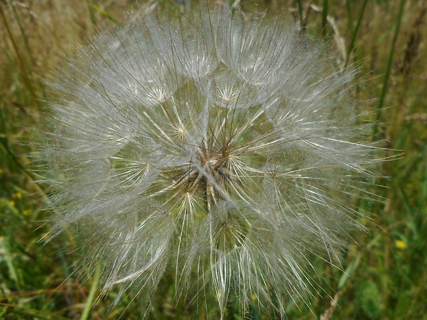 kozobrada Tragopogon sp. L.