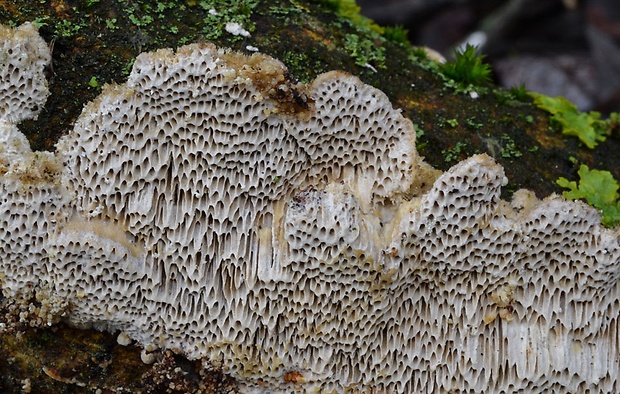 trúdnikovec srstnatý Trametes trogii Berk.