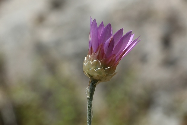 suchokvet ročný Xeranthemum annuum L.