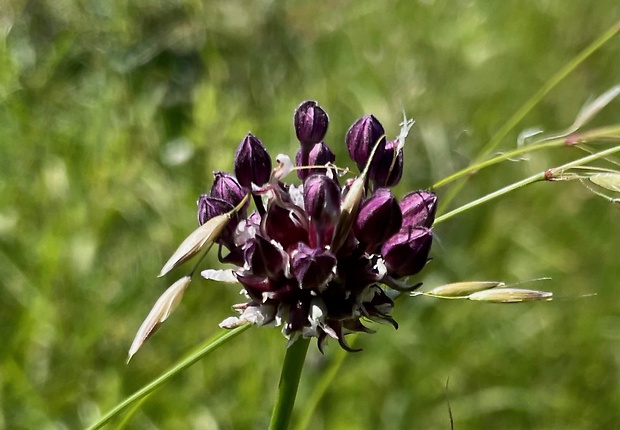 cesnak orešcový Allium scorodoprasum L.