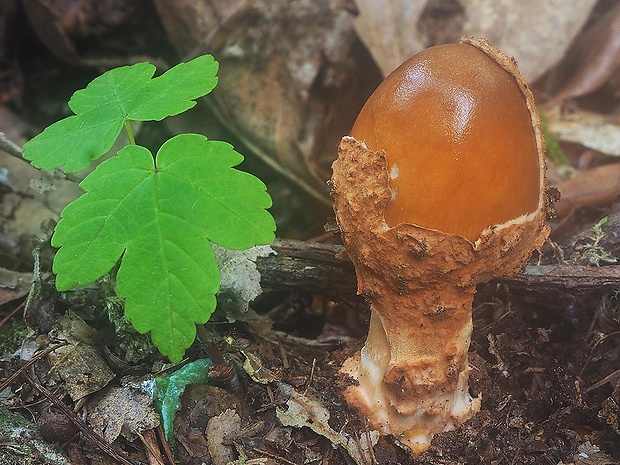 muchotrávka plavohnedá Amanita fulva Fr.