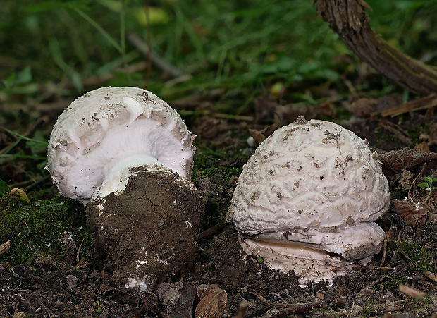 muchotrávka šiškovitá Amanita strobiliformis Gonn. & Rabenh.