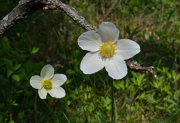 veternica lesná Anemone sylvestris L.