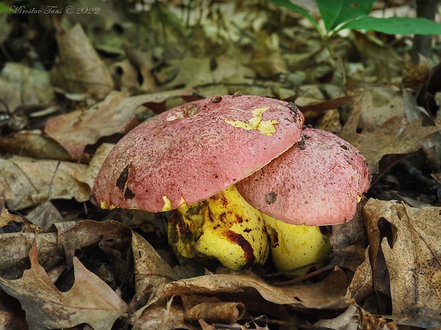 hríb kráľovský Butyriboletus regius (Krombh.) D. Arora & J.L. Frank