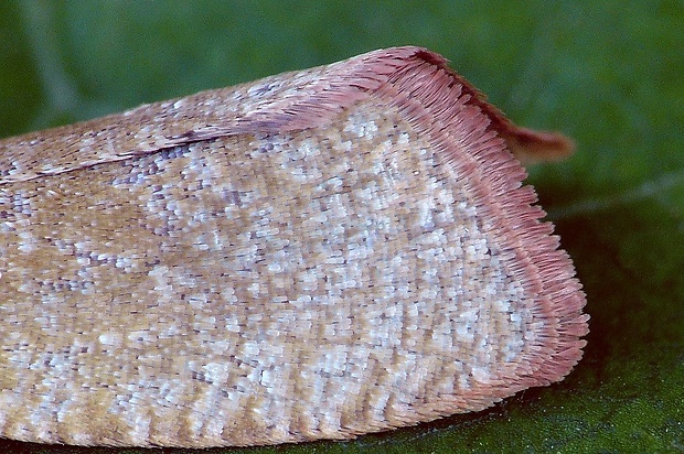 obaľovač ružový (sk) / obaleč (cz) Celypha rosaceana (Schläger, 1847)