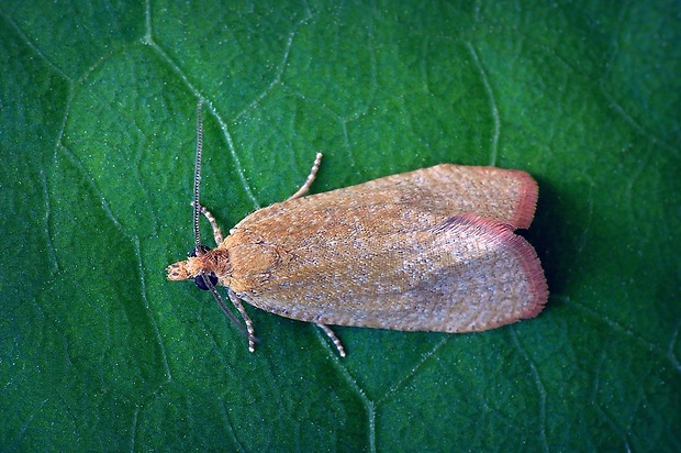 obaľovač ružový (sk) / obaleč (cz) Celypha rosaceana (Schläger, 1847)