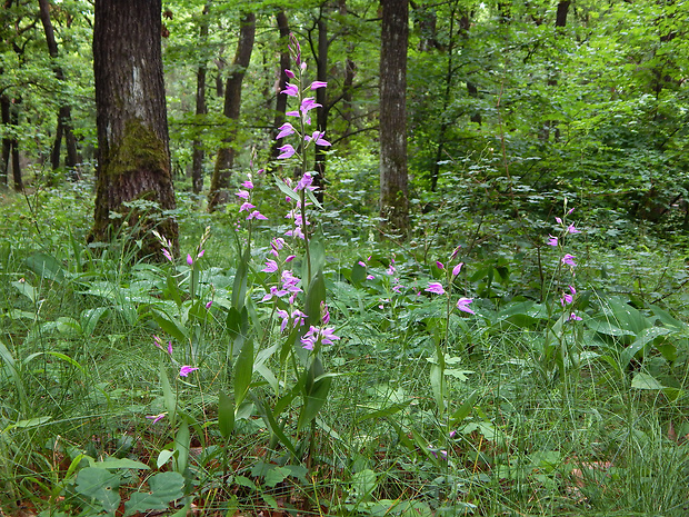 prilbovka červená Cephalanthera rubra (L.) Rich.