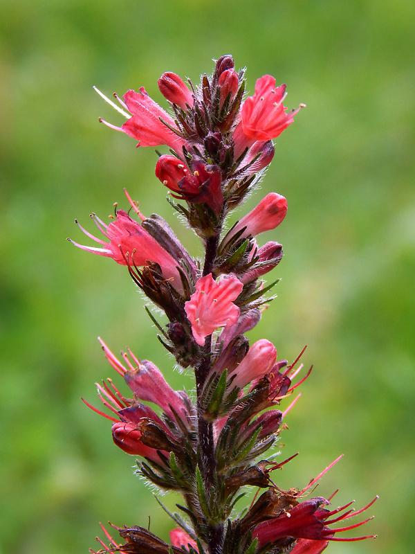 hadinec červený Echium russicum J. F. Gmel.