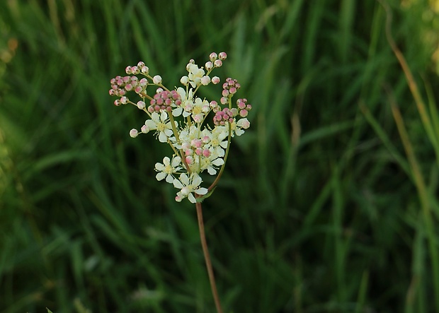 túžobník obyčajný Filipendula vulgaris Moench