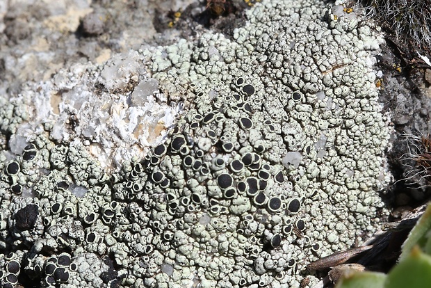 lekanora Lecanora campestris subsp. campestris (Schaer.) Hue