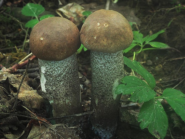 kozák topoľový Leccinum duriusculum (Schulzer ex Kalchbr.) Singer