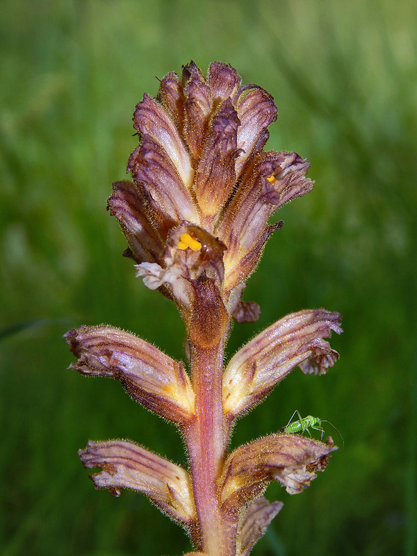 záraza žltá Orobanche lutea Baumg.