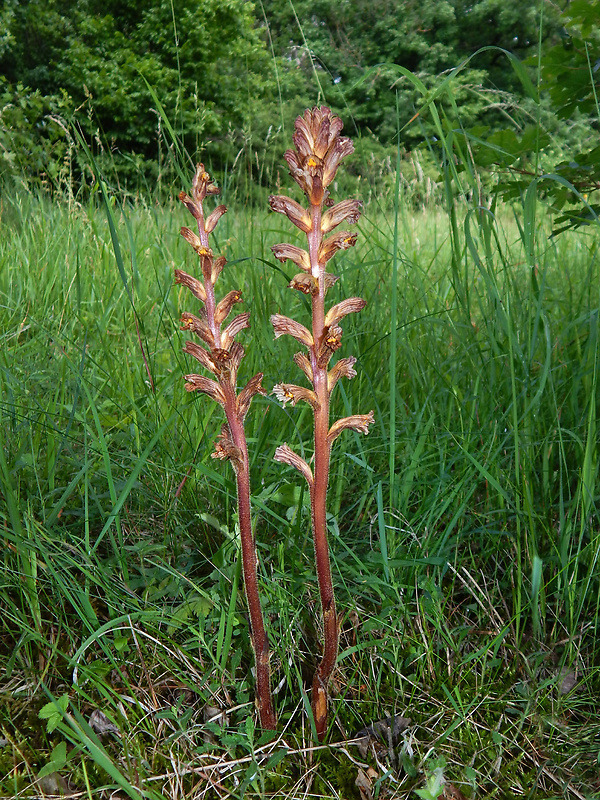 záraza žltá Orobanche lutea Baumg.