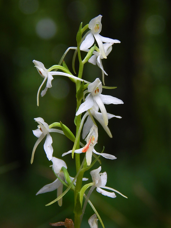 vemenník dvojlistý Platanthera bifolia (L.) Rich.