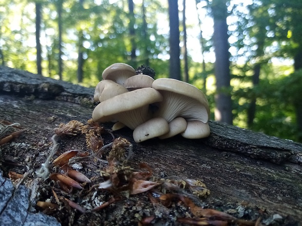 hliva buková Pleurotus pulmonarius (Fr.) Quél.