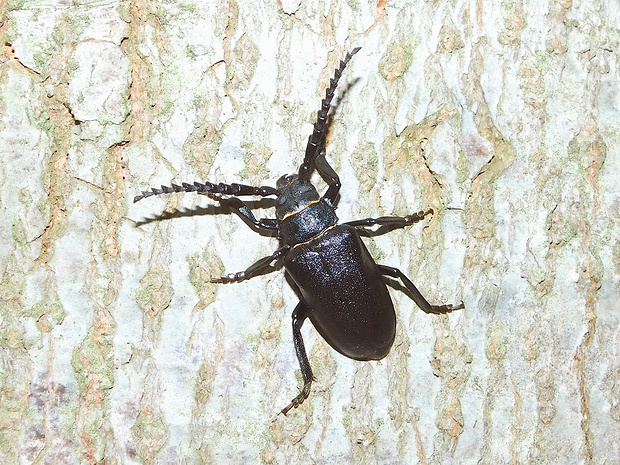 fuzáč hrubý / tesařík piluna ♂ Prionus coriarius Linnaeus, 1758