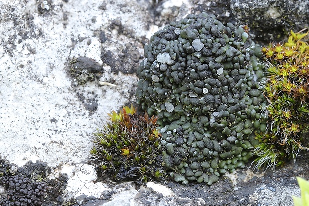 riasanka obyčajná Toninia sedifolia (Scop.) Timdal