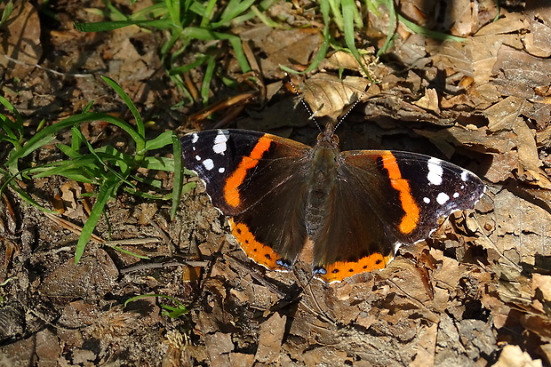 babôčka admirálska Vanessa atalanta