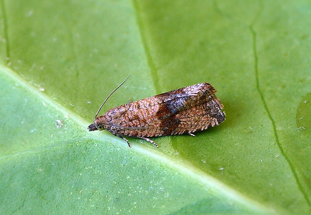 obaľovač púpavový  celypha striana