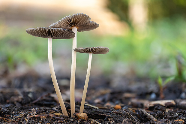 hnojník Coprinellus sp.