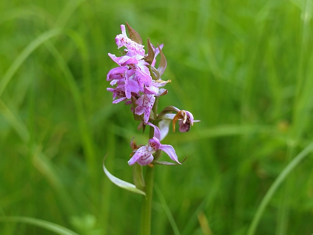 vstavačovec májový pravý Dactylorhiza majalis subsp. majalis (Reincherb.) Hunt & Summerh.