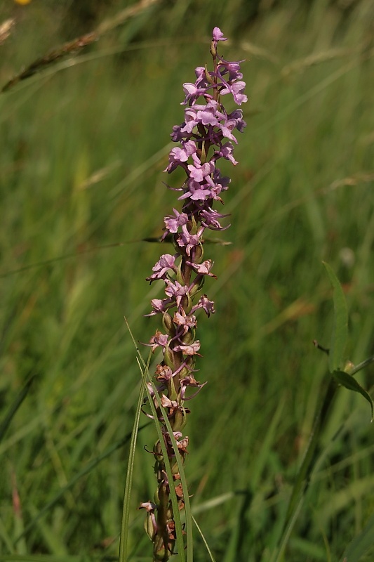 päťprstnica obyčajná Gymnadenia conopsea (L.) R. Br.