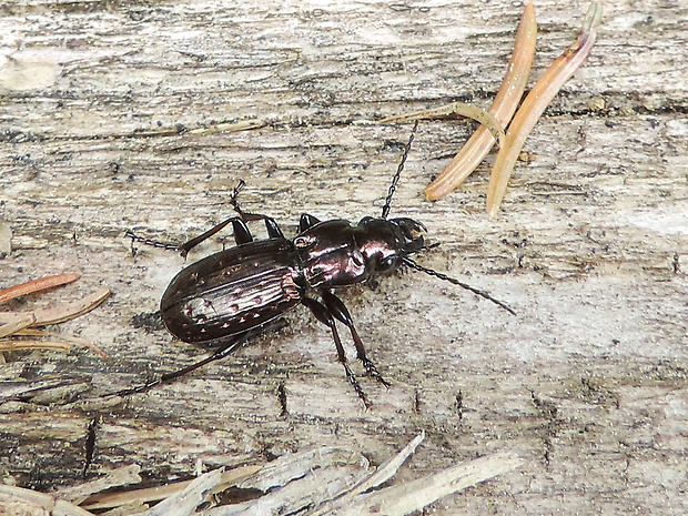 utekáčik zlatý / střevlíček Pterostichus (Calopterus) pilosus Host, 1789